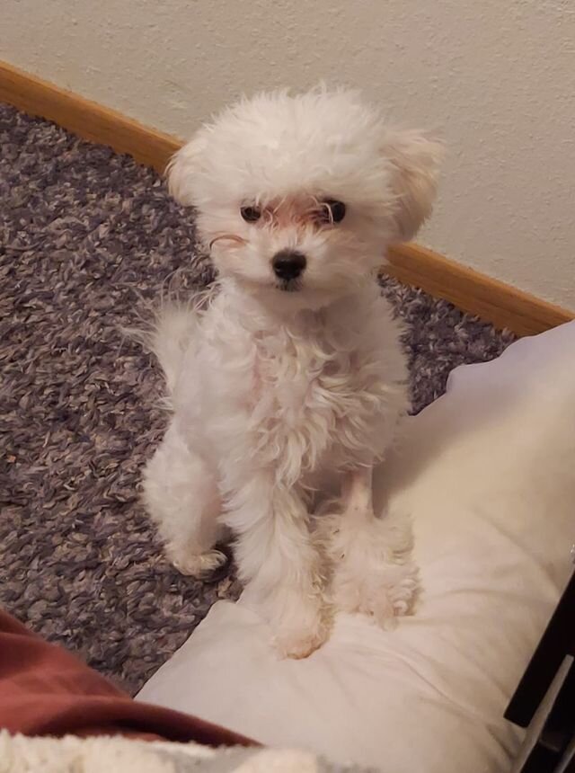 White Maltipoo Standing on a Pillow.