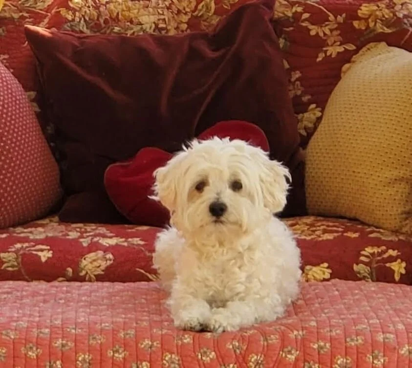 White Maltipoo Laying on a Couch.