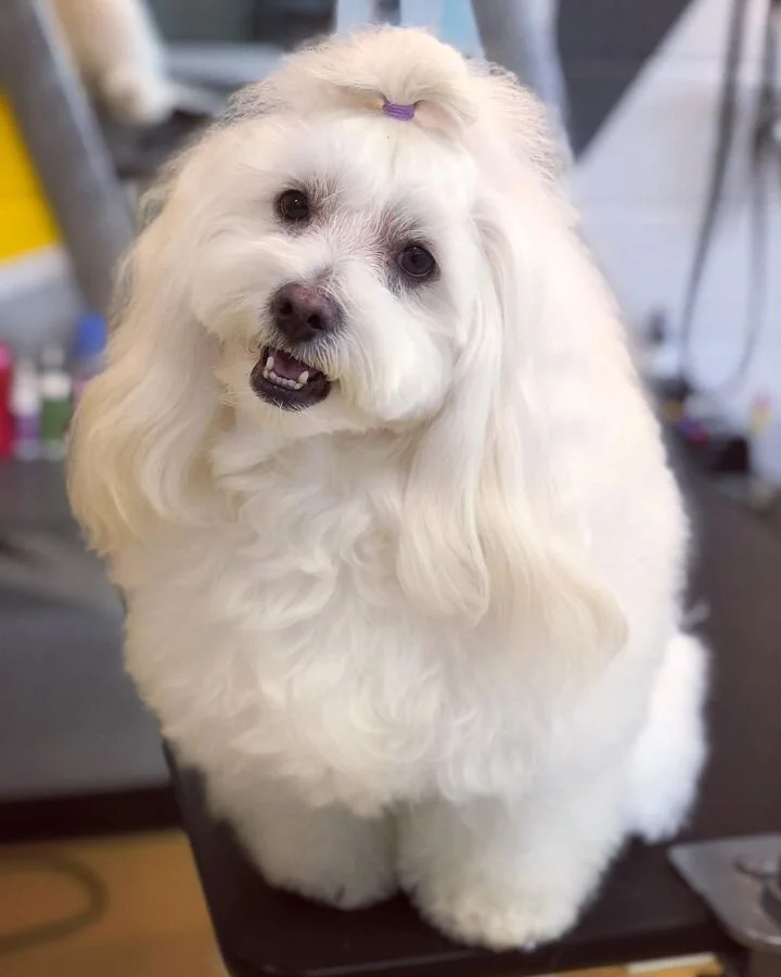 White Maltipoo Looking at the Camera.