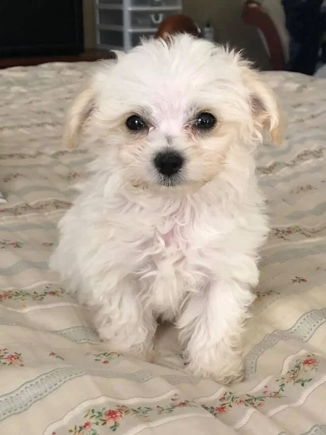 white-maltipoo-1045.jpg