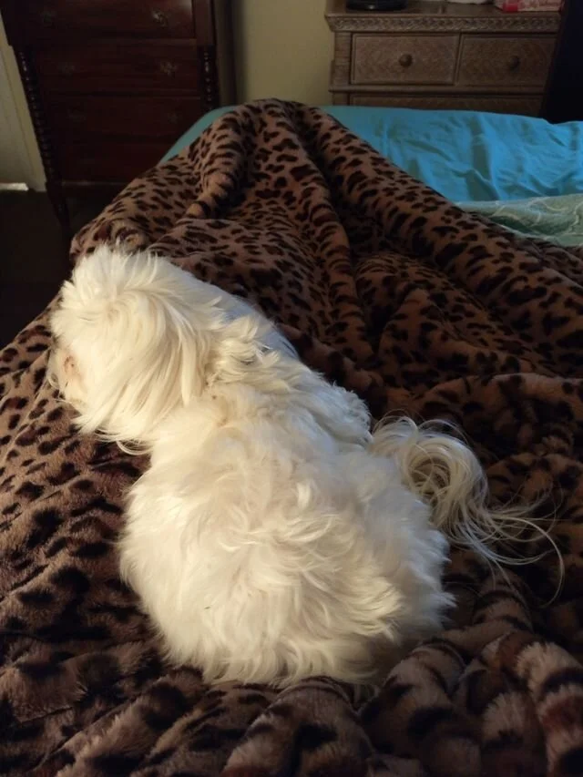 White Maltipoo Laying on a Blanket.