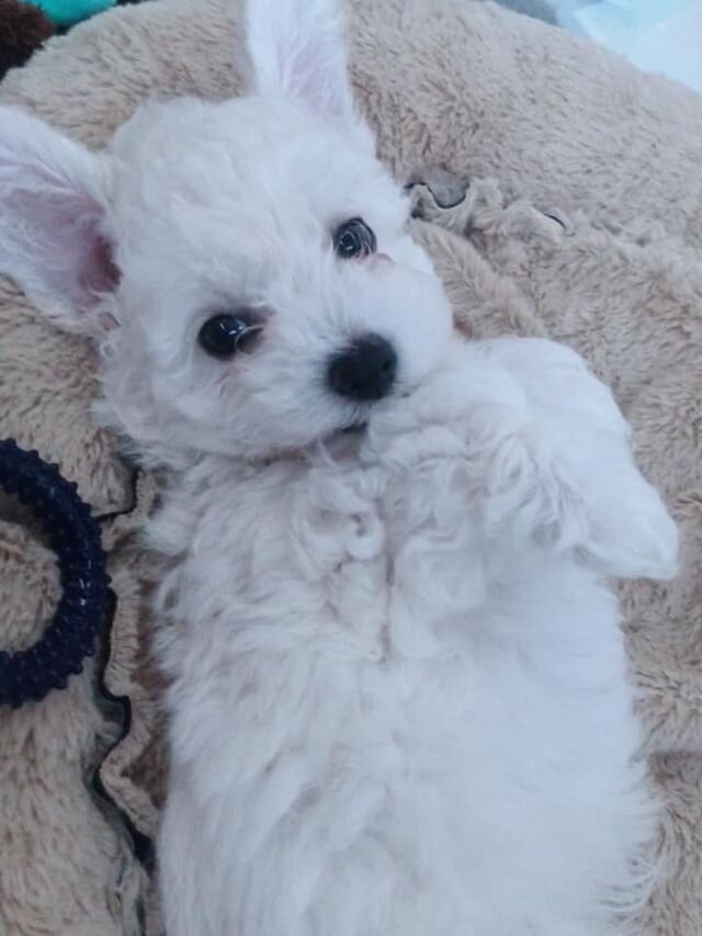White Maltipoo Laying on a Blanket.