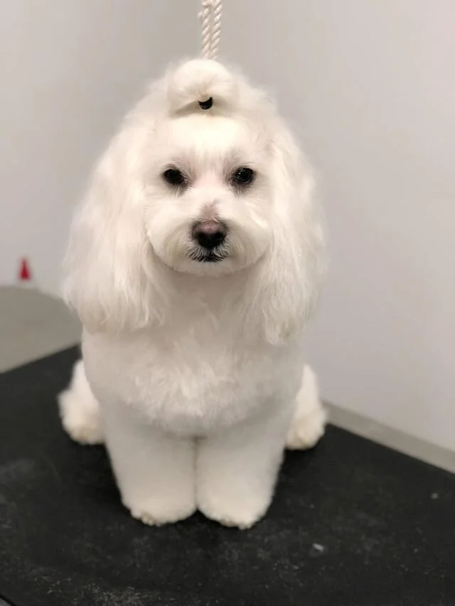 White Maltipoo Sitting on a Blanket.