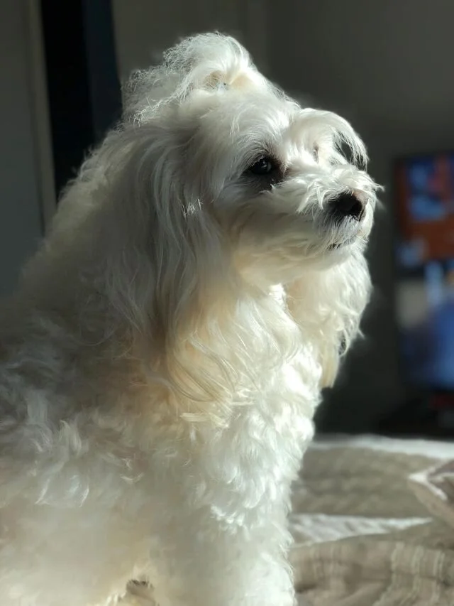 White Maltipoo Looking out the Window,