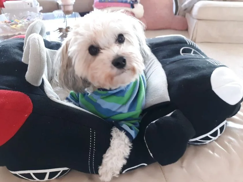 White Maltipoo Laying on a Bed.