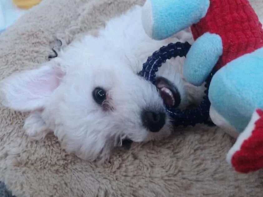 White Maltipoo Laying on a Blanket.