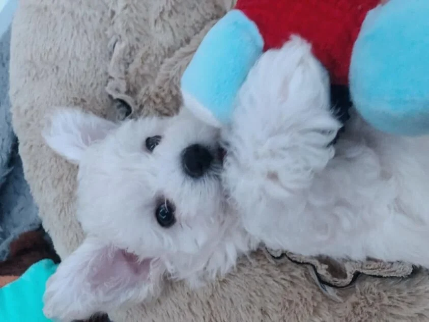 White Maltipoo Laying on a Blanket.