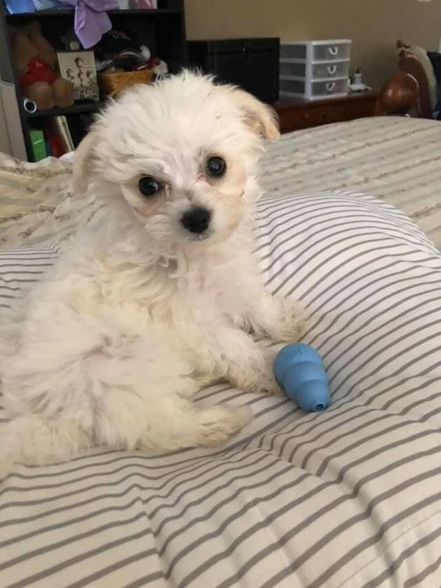 White Maltipoo