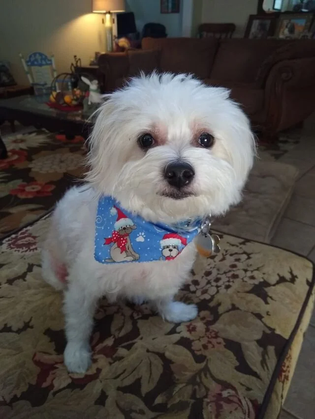 White Maltipoo Wearing a Bandana.