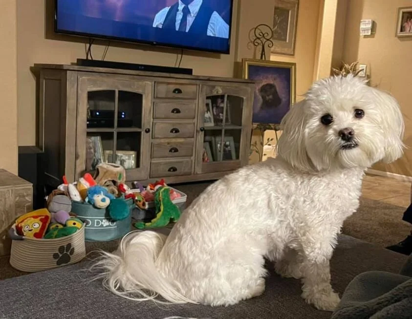 White Maltipoo Sitting by Toys.