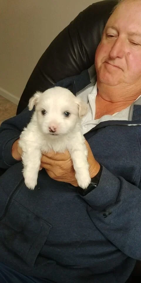 White Maltipoo Puppy.