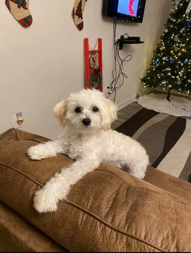 White Maltipoo on the Couch.