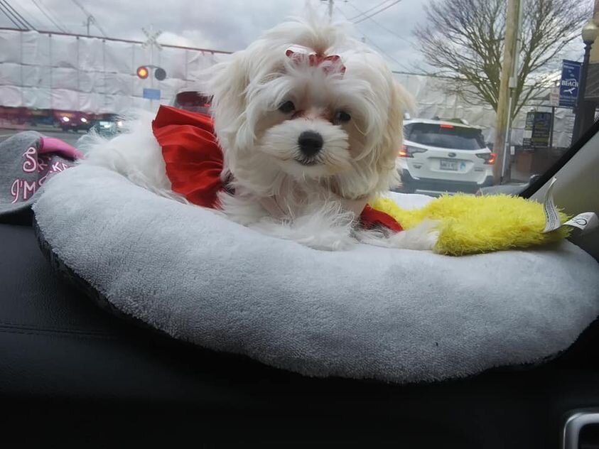 White Maltipoo on a Bed.