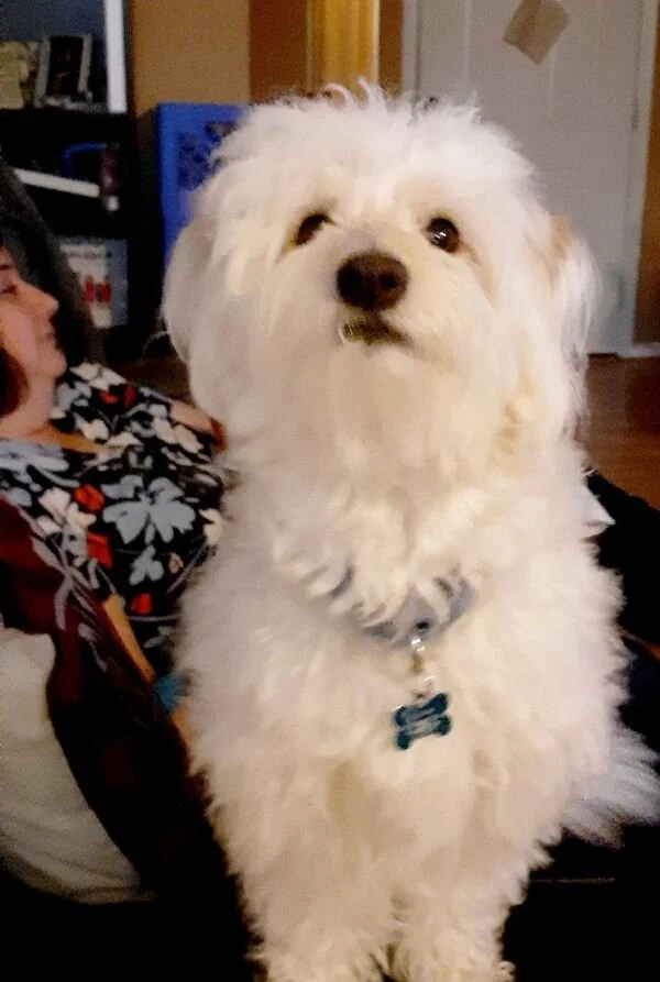 White Maltipoo Puppy.