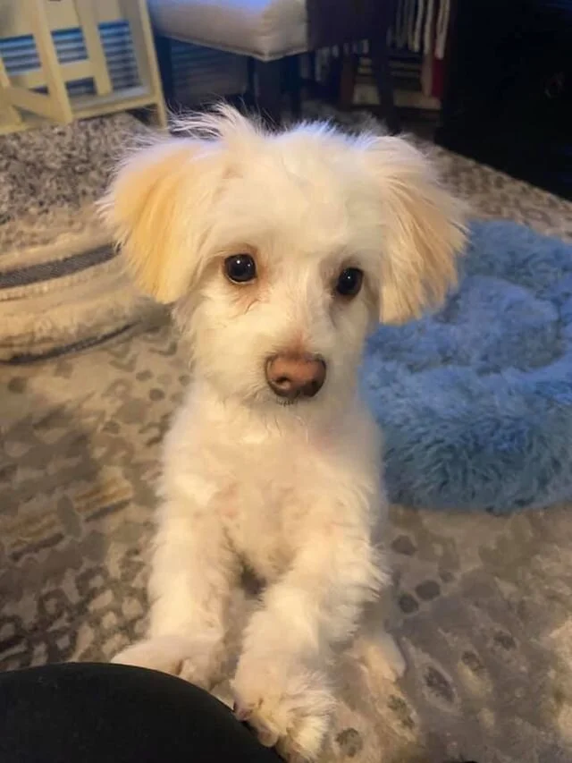 White Maltipoo Puppy Standing on its Hind-legs.