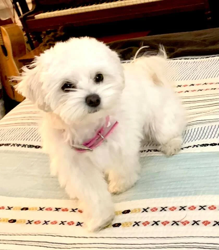 White Maltipoo on a Bed.