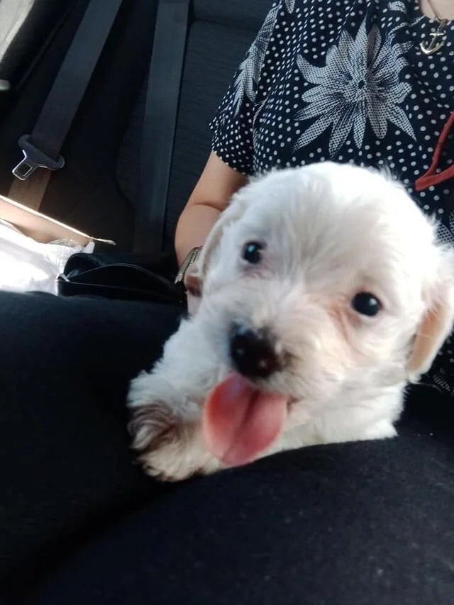 White Maltipoo Puppy.