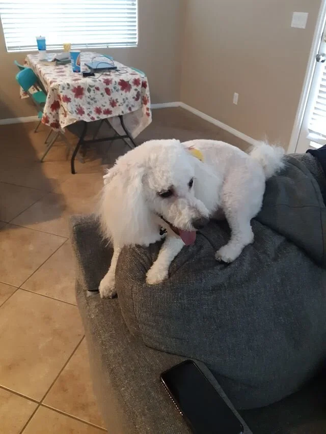 White Maltipoo on a Bed.
