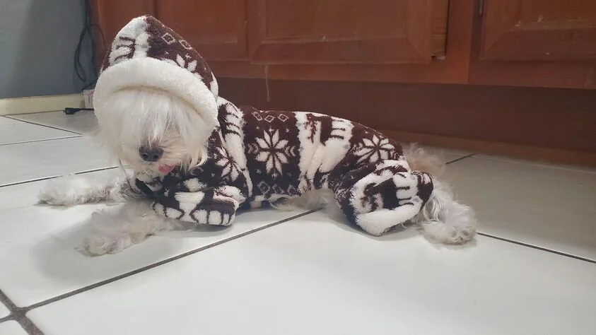 White Maltipoo Wearing a Coat.