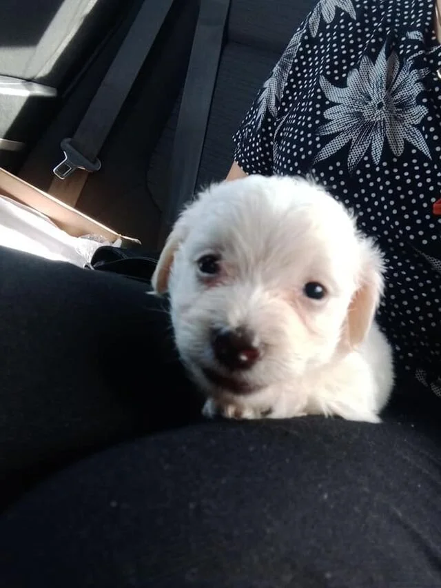 White Maltipoo Puppy.