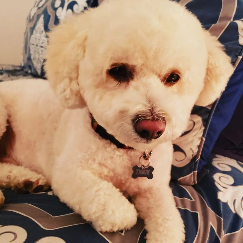 white-maltipoo-1071.jpg