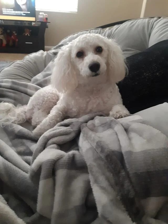 White Maltipoo on a Bed.