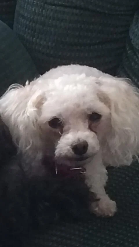white-maltipoo-1073.jpg