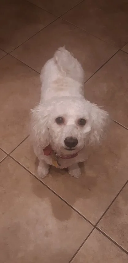 White Maltipoo Looking Up.