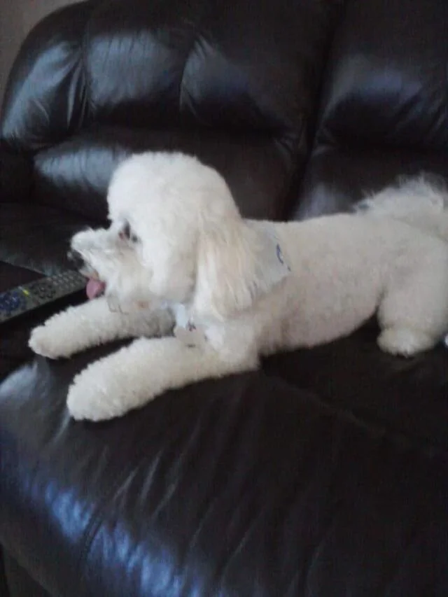 White Maltipoo Sitting on the Couch.