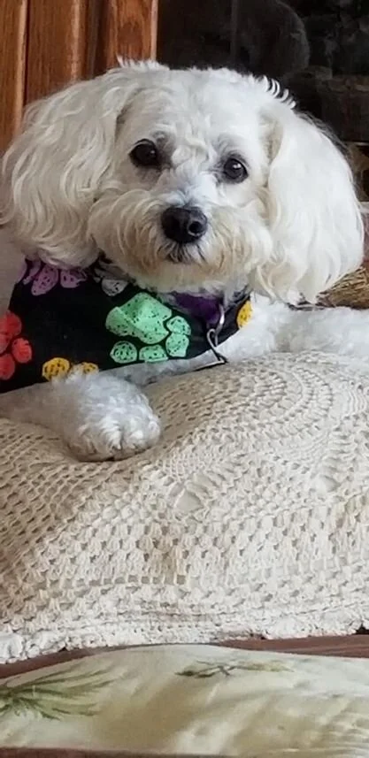 White Maltipoo Wearing a Coat.