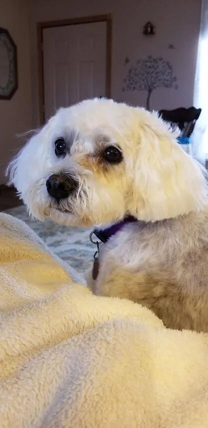 white-maltipoo-1079.jpg