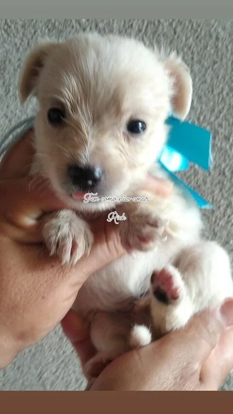 White Maltipoo Puppy Looking at the Camera.