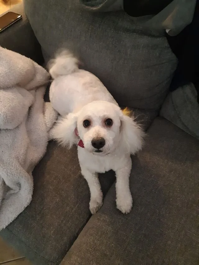 White Maltipoo on the Couch.