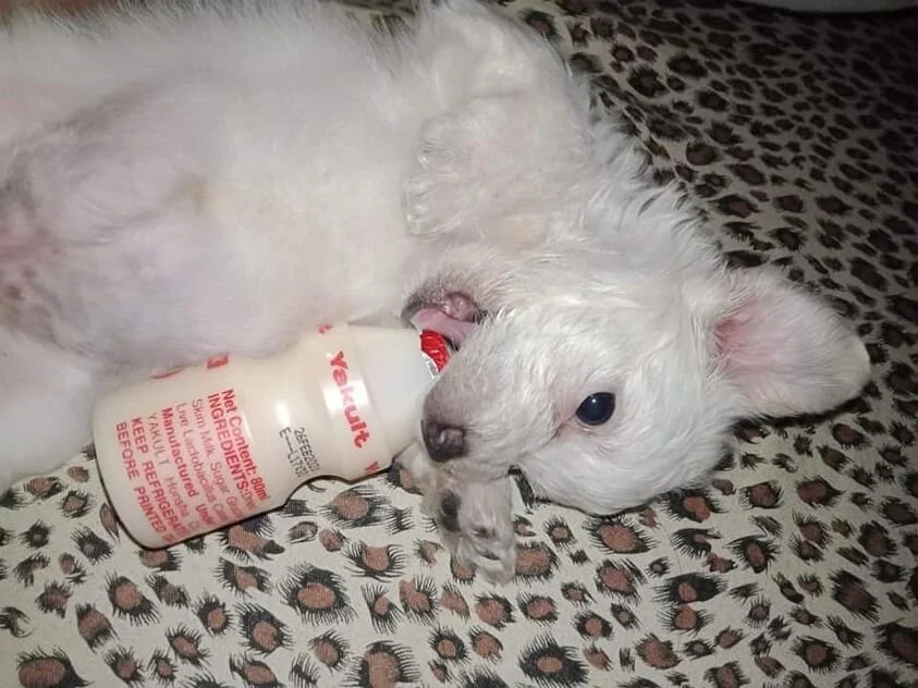 White Maltipoo with a Yogurt Cup.