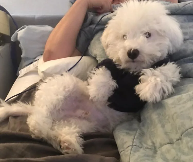 white-maltipoo-1083.jpg