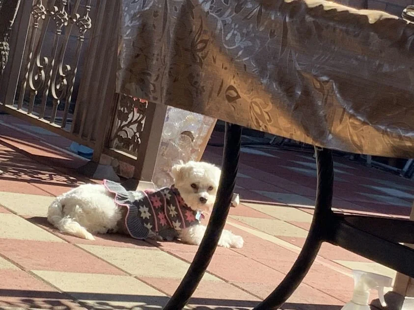 White Maltipoo Outside.