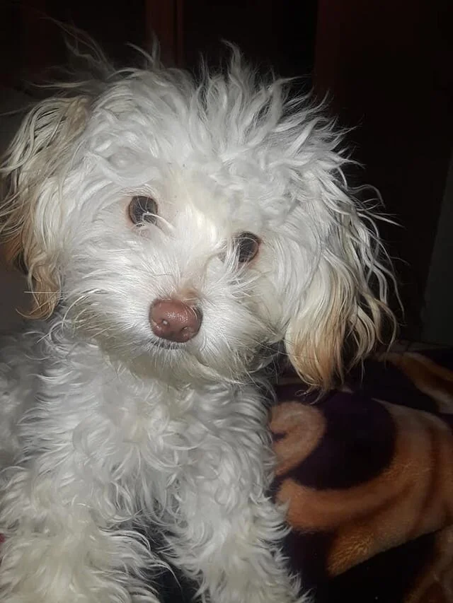 White Maltipoo Looking at the Camera.