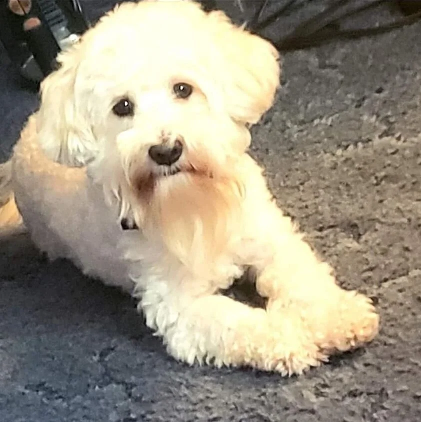 White Maltipoo Looking at the Camera.