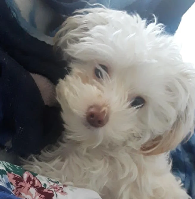 White Maltipoo Looking at the Camera.