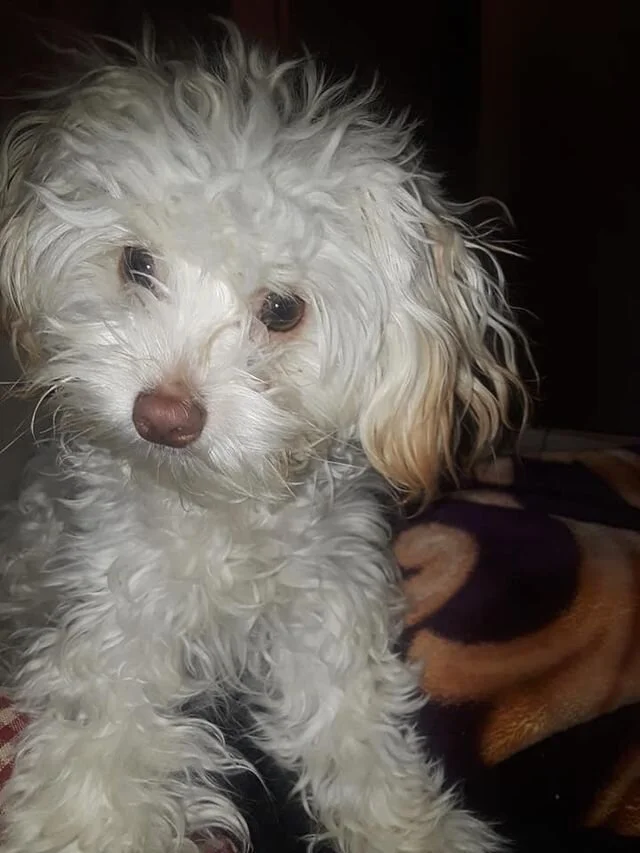 White Maltipoo Looking at the Camera.