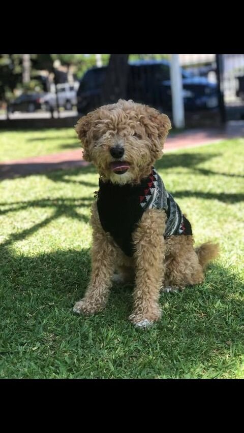 Apricot Maltipoo Outside Wearing a Sweater.