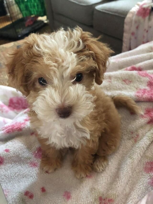 Apricot Maltipoo Puppy Sitting on a Blanket.