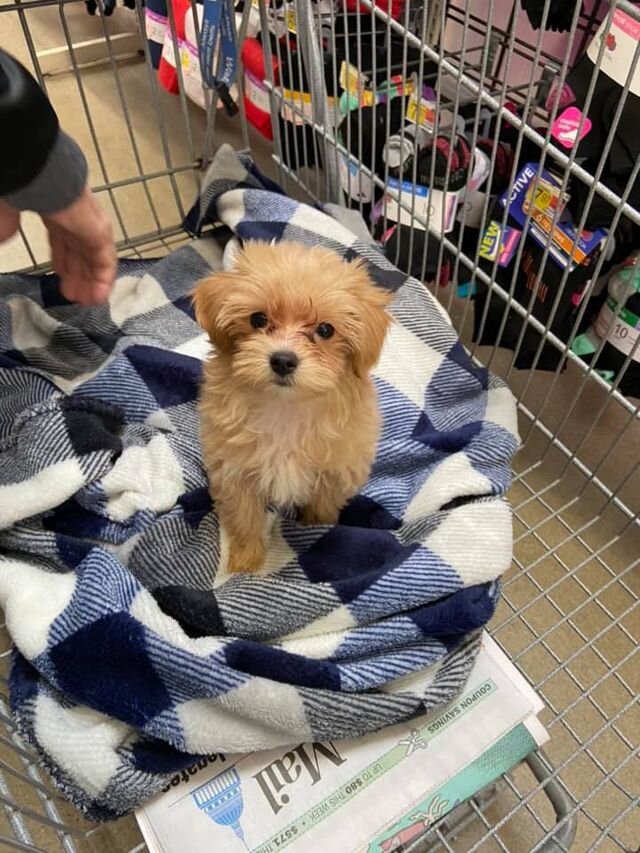 Apricot Maltipoo Puppy Sitting on a Blanket in a Crate.