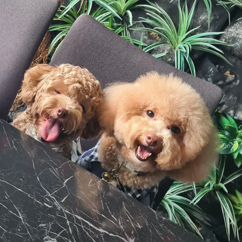 Two Apricot Maltipoos.
