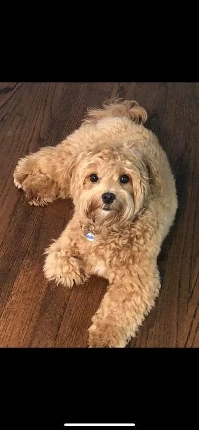 Apricot Maltipoo Laying on the Floor Looking Up.