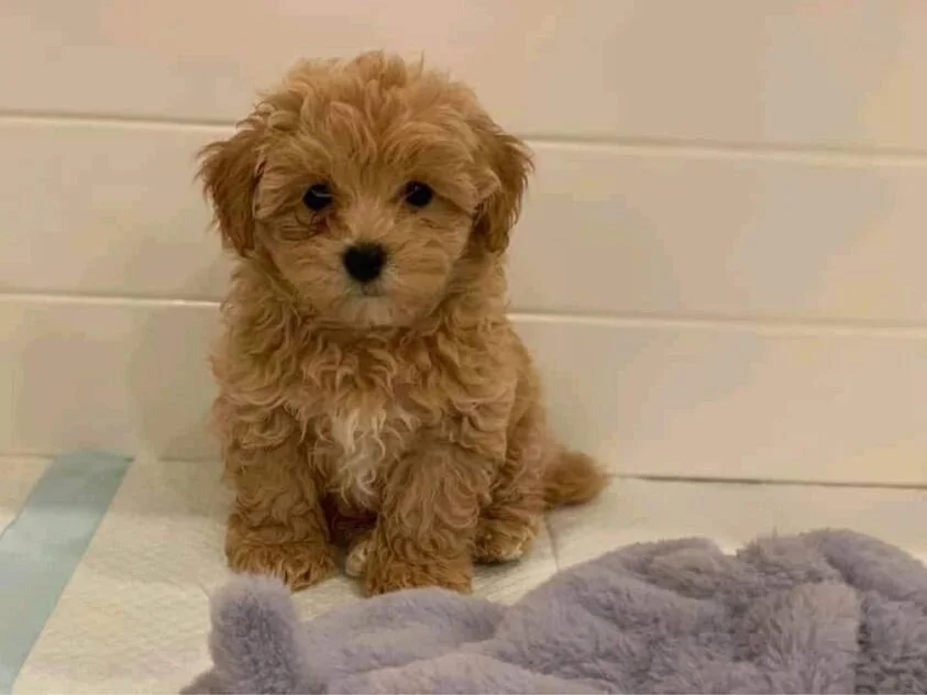 Apricot Maltipoo Sitting on Potty Training Pad.