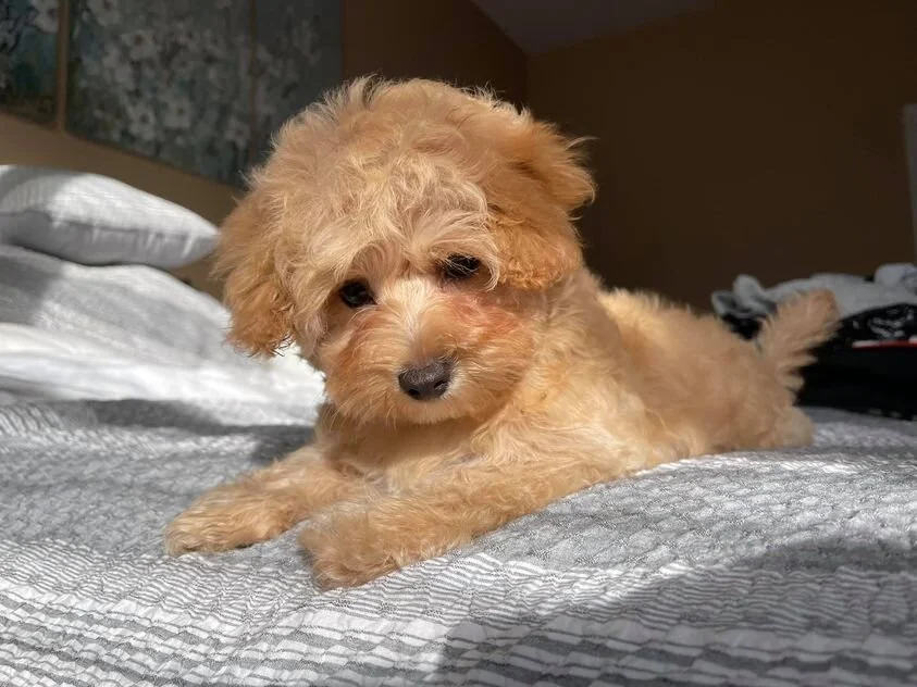 Apricot Maltipoo Laying on the Bed.