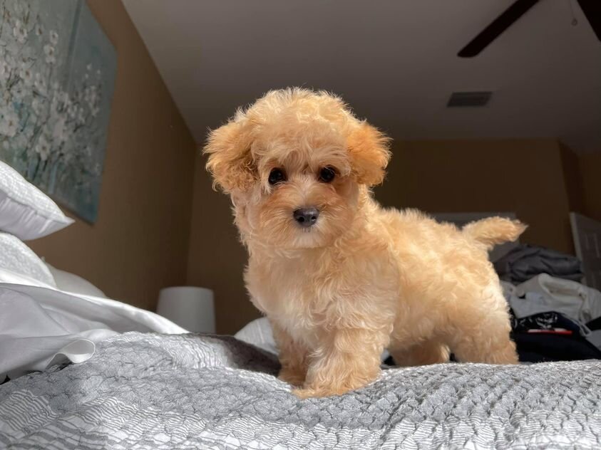 Apricot Maltipoo Standing on the Bed.