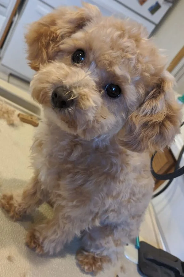 Apricot Maltipoo Looking at the Camera.