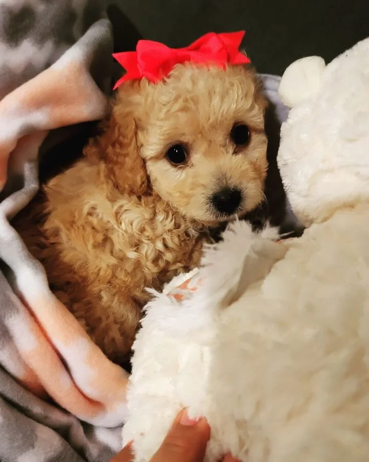 Apricot Maltipoo With a Bow.